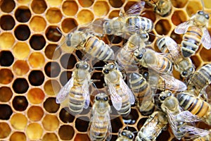 Beehive interior - honey bees working on a honeycomb