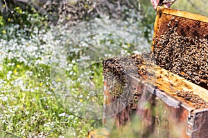 A beehive man-made structure to house a honey bee nest in Greek fields