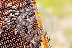 A beehive man-made structure to house a honey bee nest in Greek fields