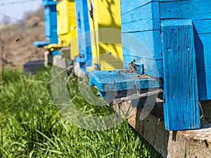 Beehive, painted in yellow and blue, and flying bees, gathering honey.