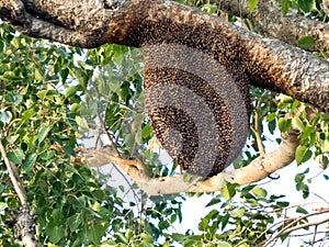 Beehive on peepal tree, Bee hive in its natural form.