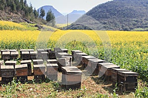 Beehive among rapeseeds flowers fields in Luoping, Yunnan - China
