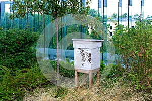 Beehive on roof of the building