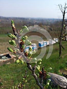 Beehive in the spring