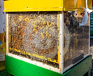 Beehive with transparent walls to observe the life of bees