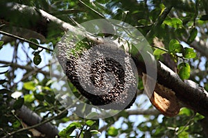 Beehive on a tree