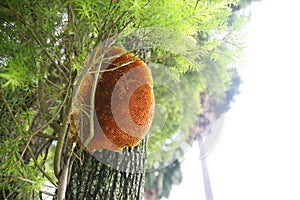 Beehive on tree