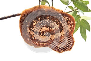 Beehive on tree branch isolated white background