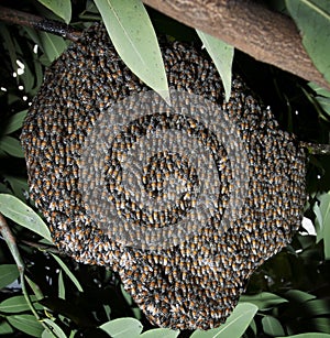 Beehive on tree bush