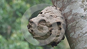 Beehive in a tree with trees and sky background