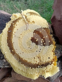 Beehive type in indian village