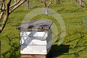 Beehive used for pollinating fruit trees