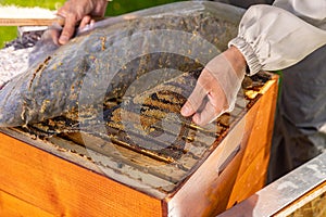 Beehives on the apiary