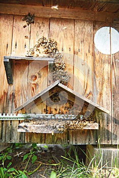 Beehives in an apiary outdoors
