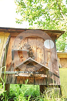 Beehives in an apiary outdoors