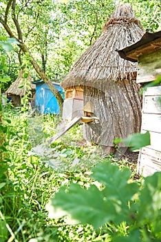 Beehives in an apiary outdoors