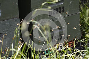 Beehives and bees in apiary in a botanical garden in Wellington, New Zealand. Beekeeping or apiculture concept