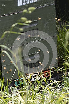 Beehives and bees in apiary in a botanical garden in Wellington, New Zealand. Beekeeping or apiculture concept