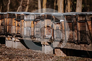 Beehives boxes in wintertime in forest