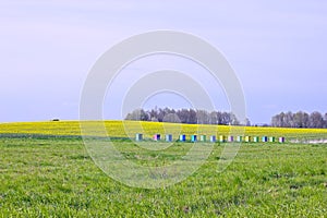 Beehives in a field