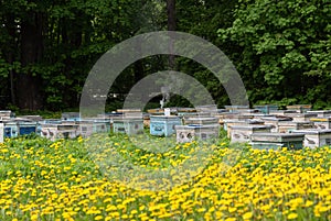 Beehives and flowering dandelions. Wooden bee houses.