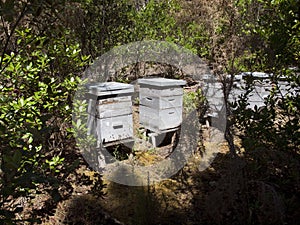 Beehives in the forest