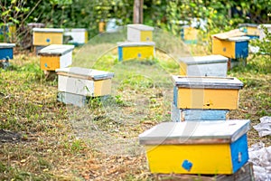 Beehives in the garden of a country house