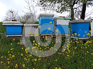 Beehives in the garden with yellow flowers