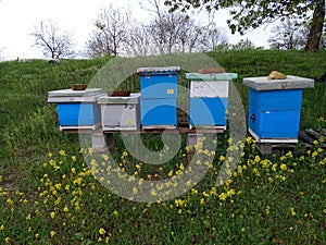 Beehives in the garden with yellow flowers