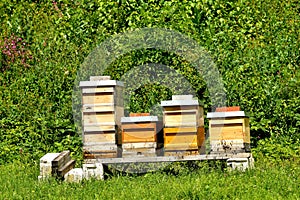 Beehives in a meadow in summertime