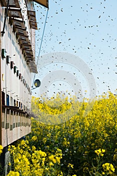 Beehives at oilseed fields