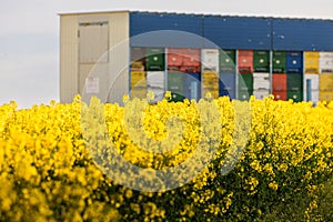 Beehives at oilseed fields and many bee flying in the air