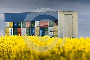 Beehives at oilseed fields and many bee flying in the air