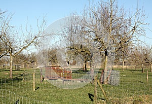 Beehives on the orchard in Leens