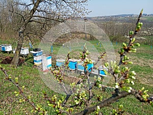 Beehives in the orchard in the spring