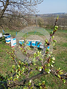 Beehives in the orchard in the spring