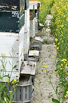 Beehives in a row between rapeseed flowers