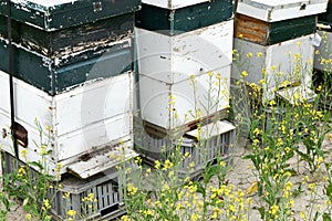 Beehives in a row between rapeseed flowers