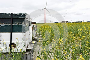 Beehives in a row with wind turbine