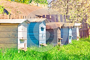 Beehives standing in a row on grass of apiary