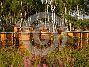 Beehives standing between the pines on the heathland.