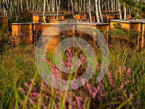 Beehives standing between the pines on the heathland. Early morning light.