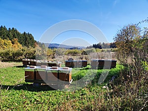 Beehives twentytwo pieces next to old apple tree plantation in scenic autumn landscape