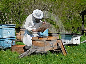 Beekeeper 1