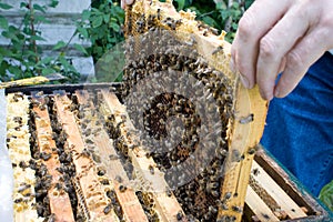 Beekeeper #1 photo