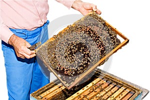 Beekeeper