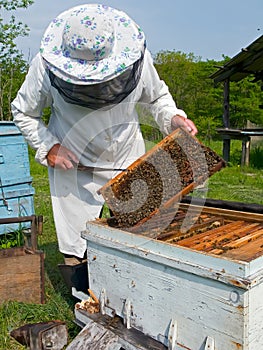 Beekeeper 12