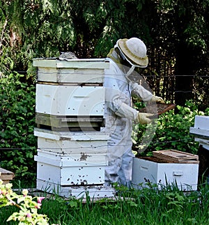 Beekeeper photo