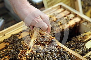 Beekeeper