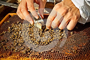 Beekeeper